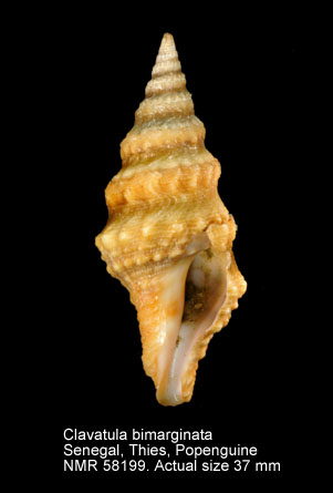 Clavatula bimarginata.jpg - Clavatula bimarginata(Lamarck,1822)